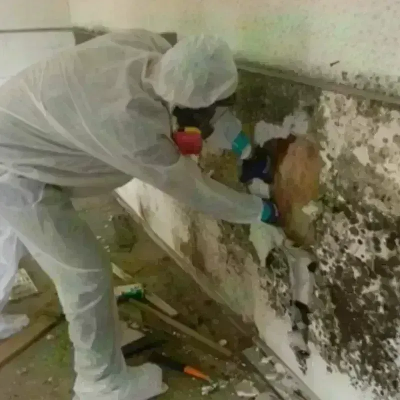 Mold Remediation and Removal in Wilsonville, AL